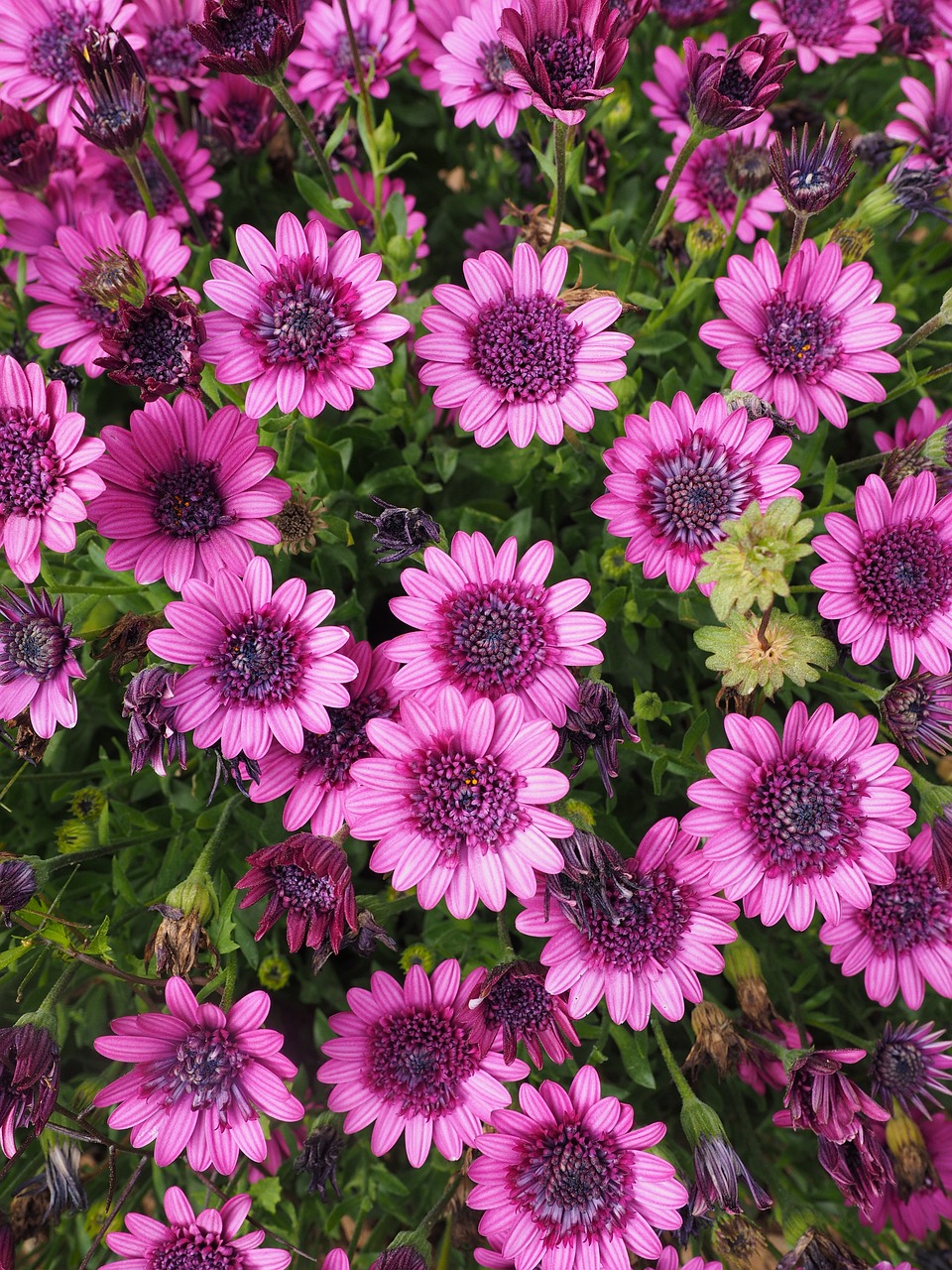 cape basket, blossom, bloom-1077368.jpg